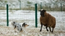 Mini collie: little dwarf shepherd shelter